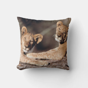 South Africa, lion cubs Cushion