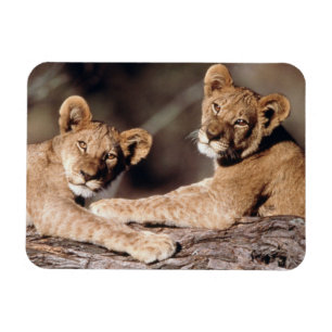 South Africa, lion cubs Magnet