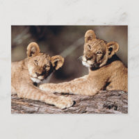 South Africa, lion cubs