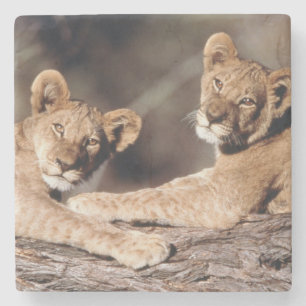South Africa, lion cubs Stone Coaster