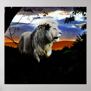 South Africa Lion in the Jungle Poster