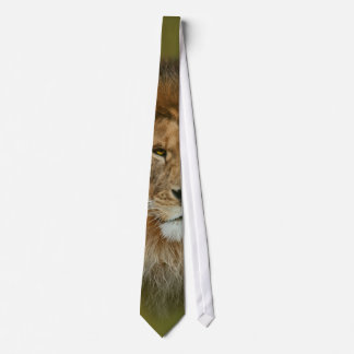 South Africa Majestic Lion Close up Tie