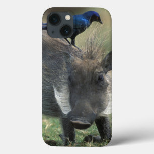 South Africa, Pilanesburg GR, Warthog iPhone 13 Case