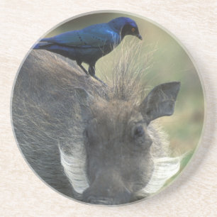 South Africa, Pilanesburg GR, Warthog Coaster