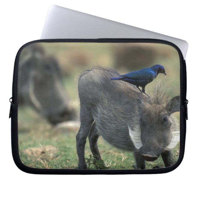 South Africa, Pilanesburg GR, Warthog Laptop Sleeve (Front)