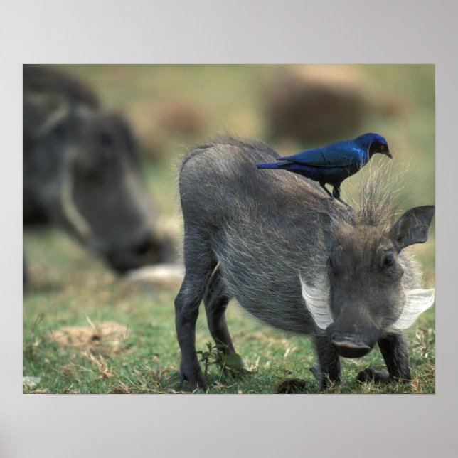 South Africa, Pilanesburg GR, Warthog Poster (Front)