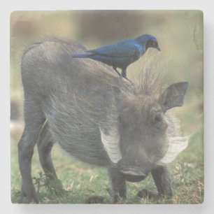 South Africa, Pilanesburg GR, Warthog Stone Coaster