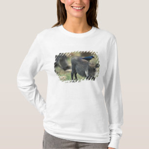 South Africa, Pilanesburg GR, Warthog T-Shirt