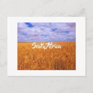 South Africa Rural Landscape Wheat Fields Postcar Postcard