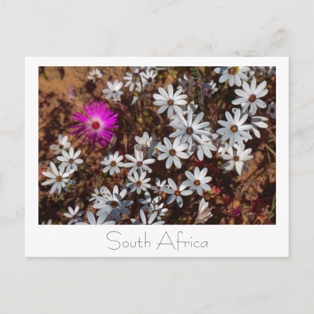 South Africa Velddrif West Coast Wild Flowers Postcard (Front)