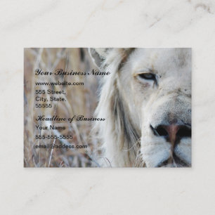 South Africa White Lion resting Business Card