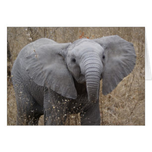 South African Baby Elephant