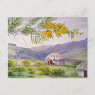 South African Doornboom, Marianne North Artist Postcard