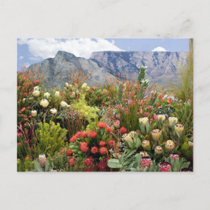 South African floral display of wildflowers Postcard