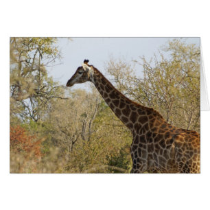 South African Giraffe