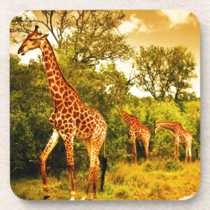 South African giraffes Coaster