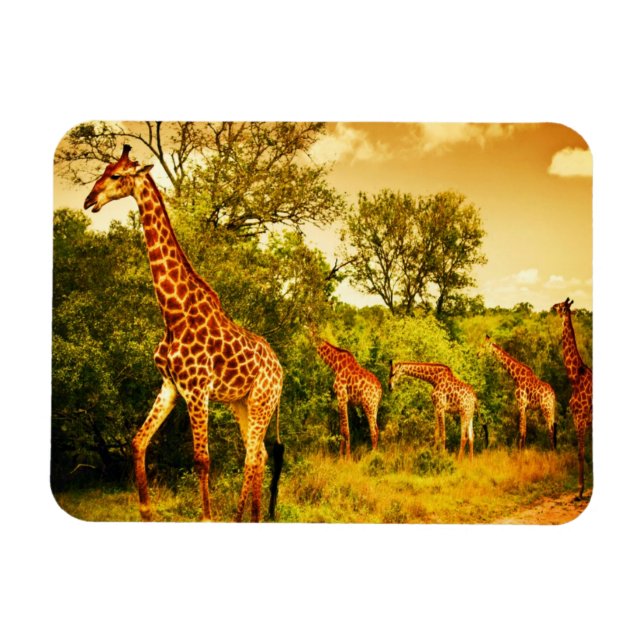 South African giraffes Magnet (Horizontal)