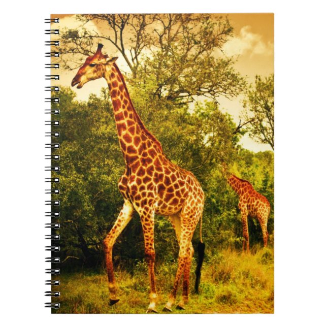 South African giraffes Notebook (Front)