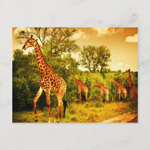 South African giraffes Postcard