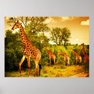 South African giraffes Poster