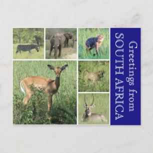 south african greetings postcard