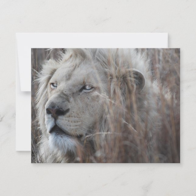 South African White Lion close up (Front)