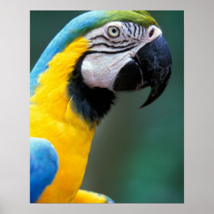 South America, Brazil, Iguacu Natioanl Park, Poster