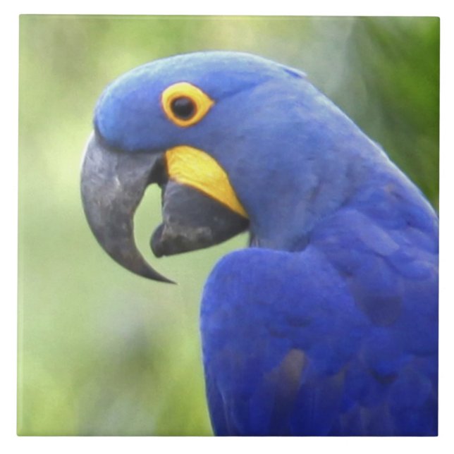 South America, Brazil, Pantanal Ceramic Tile (Front)