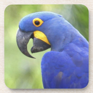 South America, Brazil, Pantanal Coaster
