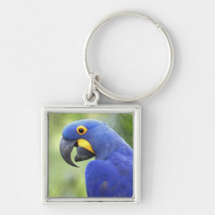 South America, Brazil, Pantanal Key Ring