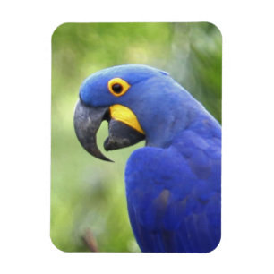South America, Brazil, Pantanal Magnet