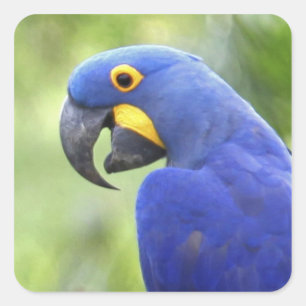 South America, Brazil, Pantanal Square Sticker