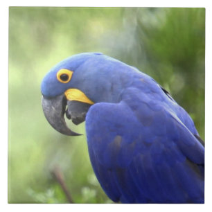 South America, Brazil, Pantanal Tile