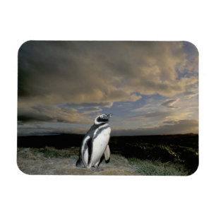 South America, Chile, Patagonia, Magellanes, Magnet