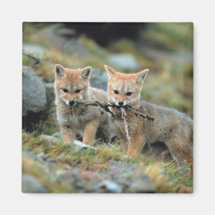 South America, Chile, Torres del Paine National Magnet