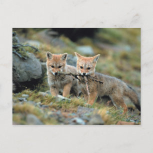 South America, Chile, Torres del Paine National Postcard