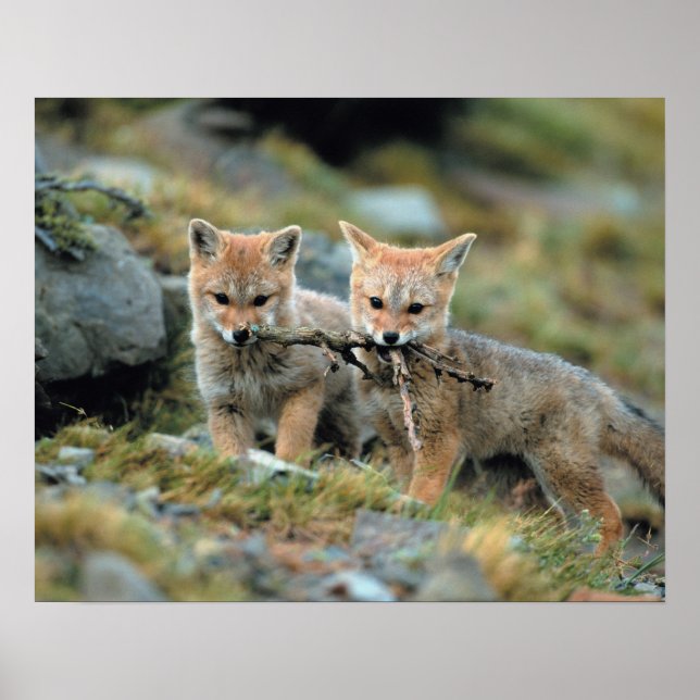 South America, Chile, Torres del Paine National Poster (Front)