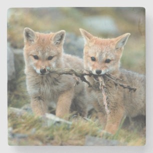 South America, Chile, Torres del Paine National Stone Coaster