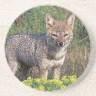 South America, Chile, Torres del Paine NP, Coaster