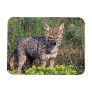 South America, Chile, Torres del Paine NP, Magnet