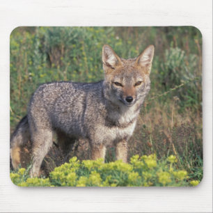 South America, Chile, Torres del Paine NP, Mouse Pad