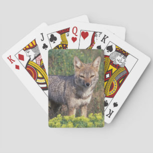 South America, Chile, Torres del Paine NP, Playing Cards