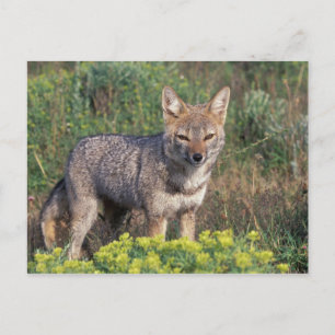 South America, Chile, Torres del Paine NP, Postcard