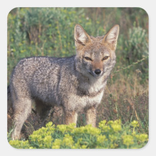 South America, Chile, Torres del Paine NP, Square Sticker