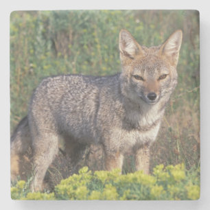 South America, Chile, Torres del Paine NP, Stone Coaster