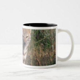 South America, Chile, Torres del Paine NP, Two-Tone Coffee Mug