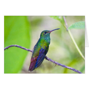 South America, Costa Rica, Sarapiqui, La Selva
