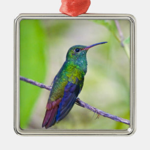 South America, Costa Rica, Sarapiqui, La Selva Metal Ornament