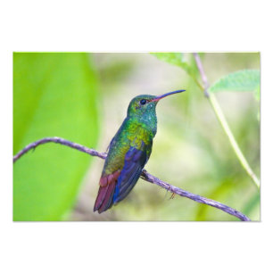 South America, Costa Rica, Sarapiqui, La Selva Photo Print