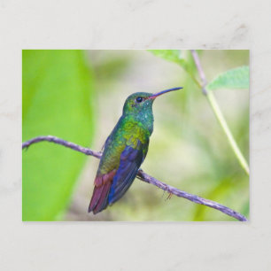 South America, Costa Rica, Sarapiqui, La Selva Postcard